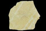 Jurassic Brittle Star (Ophiopetra) Fossil - Solnhofen #111224-1